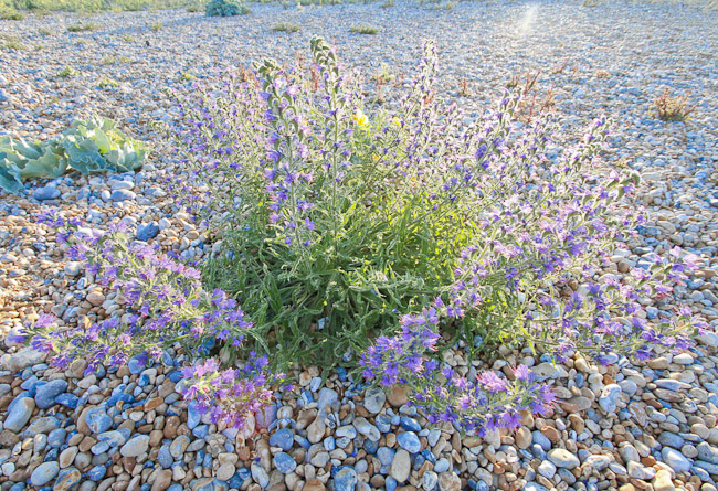Viper's Bugloss